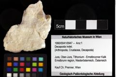 Foto (Objket + Etiketten) von Decapoda indet. 